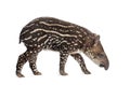 Side view of a young South american tapir sniffing