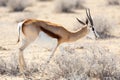 Side view of young springbok walking in arid field