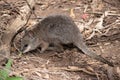 the Tammar Wallaby is looking for food Royalty Free Stock Photo