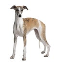 Side view of Young Whippet, standing Royalty Free Stock Photo