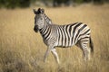 A side view of a zebra with catchlight walking in grassy plains of Moremi Botswana Royalty Free Stock Photo