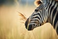 side view of zebra chewing grass
