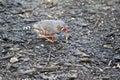 This is a side view of a zebra finch  eating a meal worm Royalty Free Stock Photo