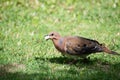 Brown zenaida dove bird sitting on grass eating with bread in mouth