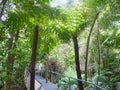 a side walk trough the jungle