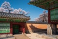 Side wall of the court and roof of Jagyeongjeon in Gyeongbokgung Palace with Cherry blossoms, Seoul, South Korea Royalty Free Stock Photo