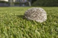 Side of west european hedgehog Erinaceus europaeus on a green meadow