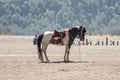 Side white brown horse standing on desert Royalty Free Stock Photo