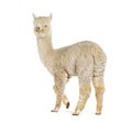 Side of a white nine months old alpaca - Lama pacos, isolated