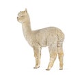 Side of a white nine months old alpaca - Lama pacos, isolated