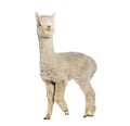 Side of a white nine months old alpaca - Lama pacos, isolated