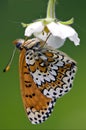 side of wild brown white orange butterfly Royalty Free Stock Photo