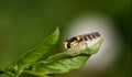 side of wild fly diptera syrphidae