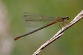 Red black dragonfly coenagrion puella