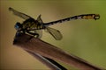 Side wild yellow black dragonfly anax imperator on