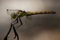 side of wild yellow black dragonfly on a branch Royalty Free Stock Photo