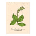 Sidebells wintergreen orthilia secunda , medicinal plant