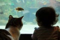 sidebyside cat and child watching fish swim in tank Royalty Free Stock Photo