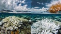 A sidebyside comparison of a healthy coral reef and a bleached one highlighting the dramatic difference in color and