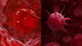 A sidebyside comparison of a normal red cell and a cancerous red cell visibly enlarged and distorted representing the