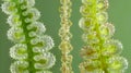 A sidebyside comparison of sporophyte and gametophyte stages of fern reproduction showing the sporeproducing structures