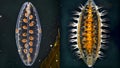 A sidebyside comparison of two ciliate species both with unique patterns and styles in their cilia movements. . AI