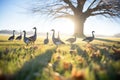 sidelight casting shadows of geese on meadow Royalty Free Stock Photo