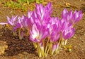 purple Autumn crocuses blooming in Fall sunshine Royalty Free Stock Photo