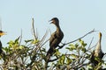 Sidelit Double-crested Cormorant Royalty Free Stock Photo