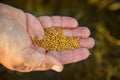 Siderats. mustard seeds in the hand of a old man woman. Concept of eco-friendly soil fertility restoration. Organic Royalty Free Stock Photo