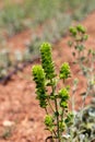 Sideritis Scardica Mountain Tea in Garden