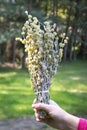 Sideritis Scardica - mountain tea