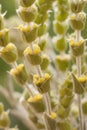 Sideritis Scardica Mountain Tea Royalty Free Stock Photo