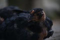Sideshot of a chick of peep with black colored feathers Royalty Free Stock Photo