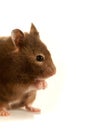 Sideshot mouse Royalty Free Stock Photo