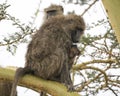 Sideview of adult baboon sitting in an Acai Tree with baby hanging on