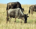Sideview of adult Wildebeest grazing