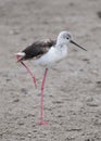 Sideview of Blackwinged Stilt standing on one leg on ground