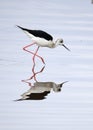Sideview of Blackwinged Stilt standing in water with reflection in front