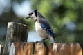 Sideview of bluejay bird perched on old fence Royalty Free Stock Photo