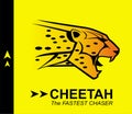 Cheetah, coloured roaring cheetah