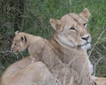 Sideview closeup of lioness lying in grass with cub climbing her side