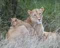 Sideview closeup of lioness lying in grass with cub climbing her side