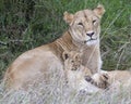 Sideview closeup of lioness lying in grass with cub resting on her side