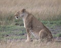 Sideview closeup of lioness sitting on ground looking straight ahead