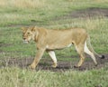 Sideview Closeup of lioness walking in green grass Royalty Free Stock Photo