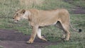 Sideview closeup of a lioness walking through short green grass Royalty Free Stock Photo