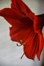 Sideview closeup of vibrant red amaryllis bloom. Royalty Free Stock Photo