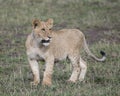 Sideview Closeup of young lioness standing in green grass