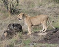 Sideview closeup of a young lioness standing looking forward with a snarl